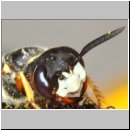 Philanthus triangulum - Bienenwolf w26b.jpg